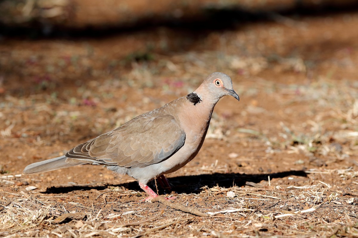 Mourning Collared-Dove - ML204284641
