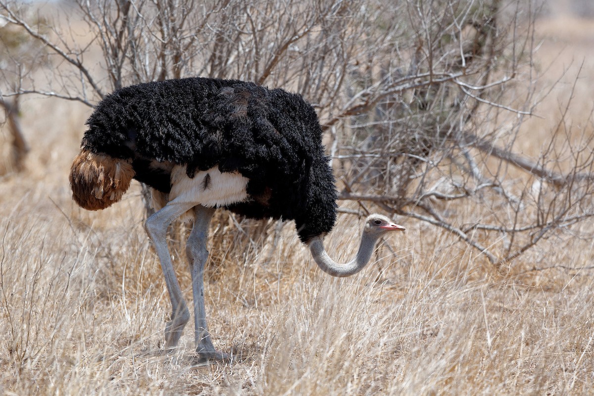 Common Ostrich - ML204284651