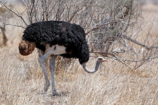 Common Ostrich, ML204284651
