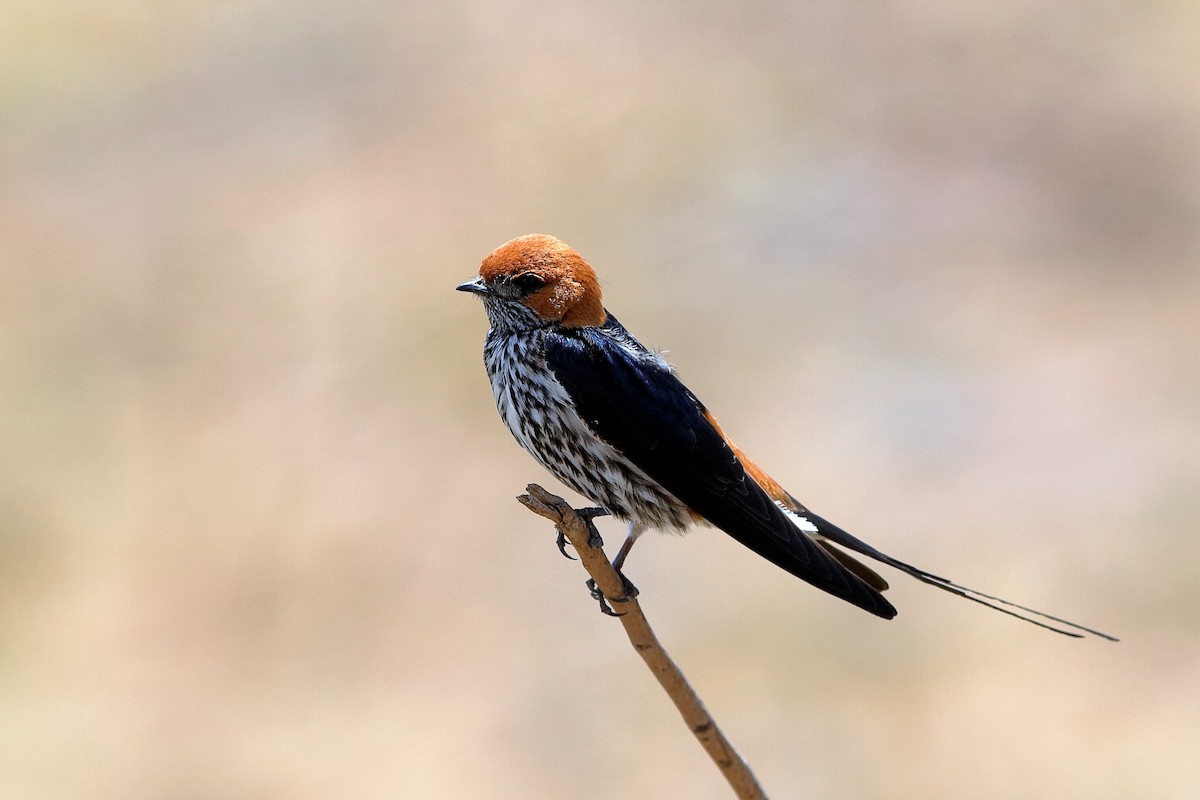Lesser Striped Swallow - Holger Teichmann