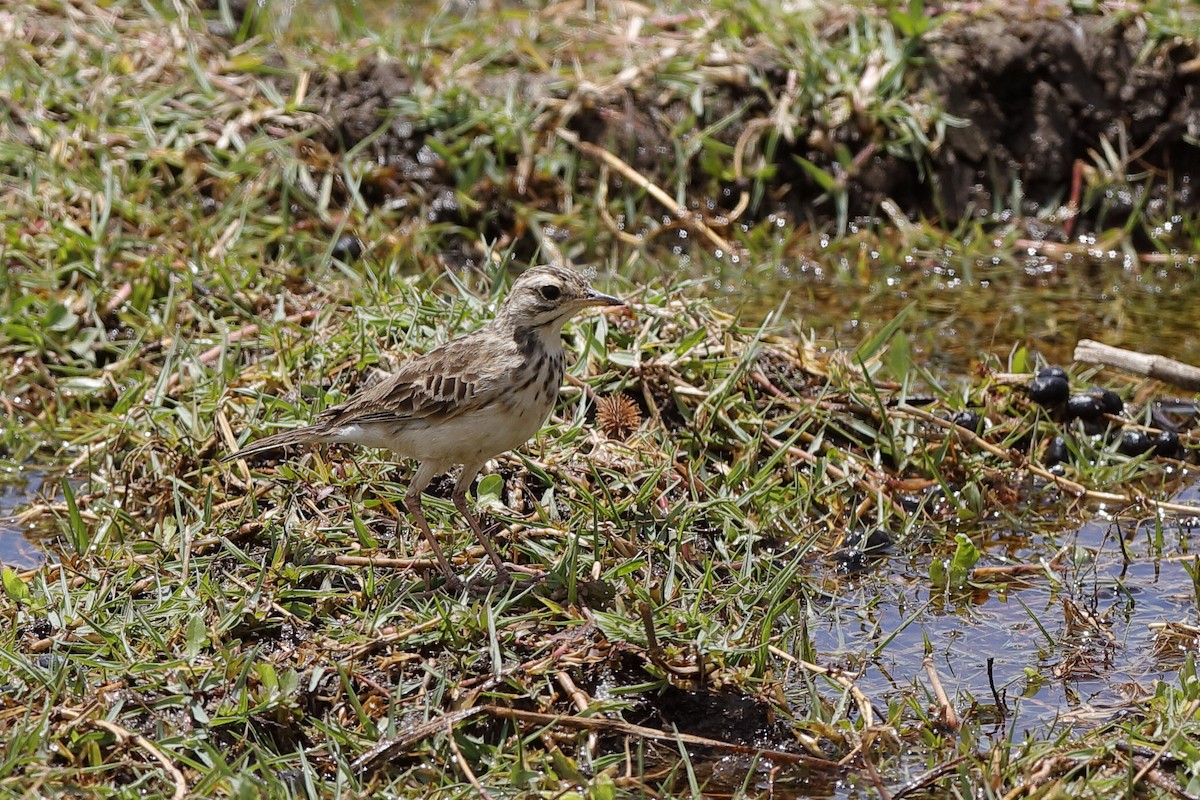 African Pipit (African) - Holger Teichmann