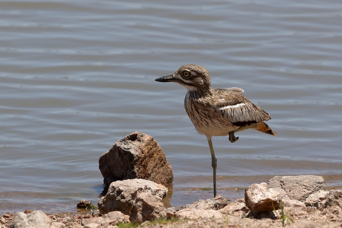 Water Thick-knee - Holger Teichmann