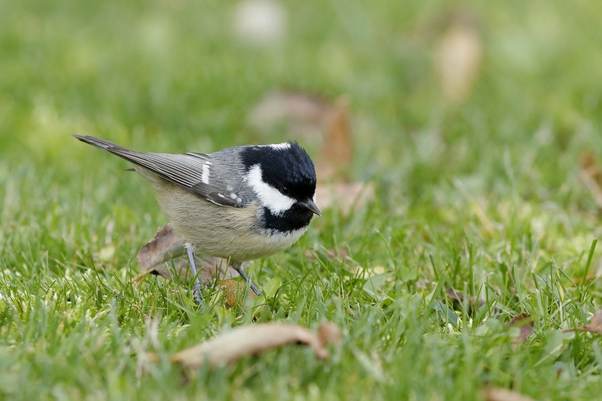 PDF) Food diversity and niche-overlap of sympatric tits (Great Tit, Parus  major, Blue Tit, Cyanistes caeruleus and Coal Tit Periparus ater) in the  Hyrcanian Plain Forests