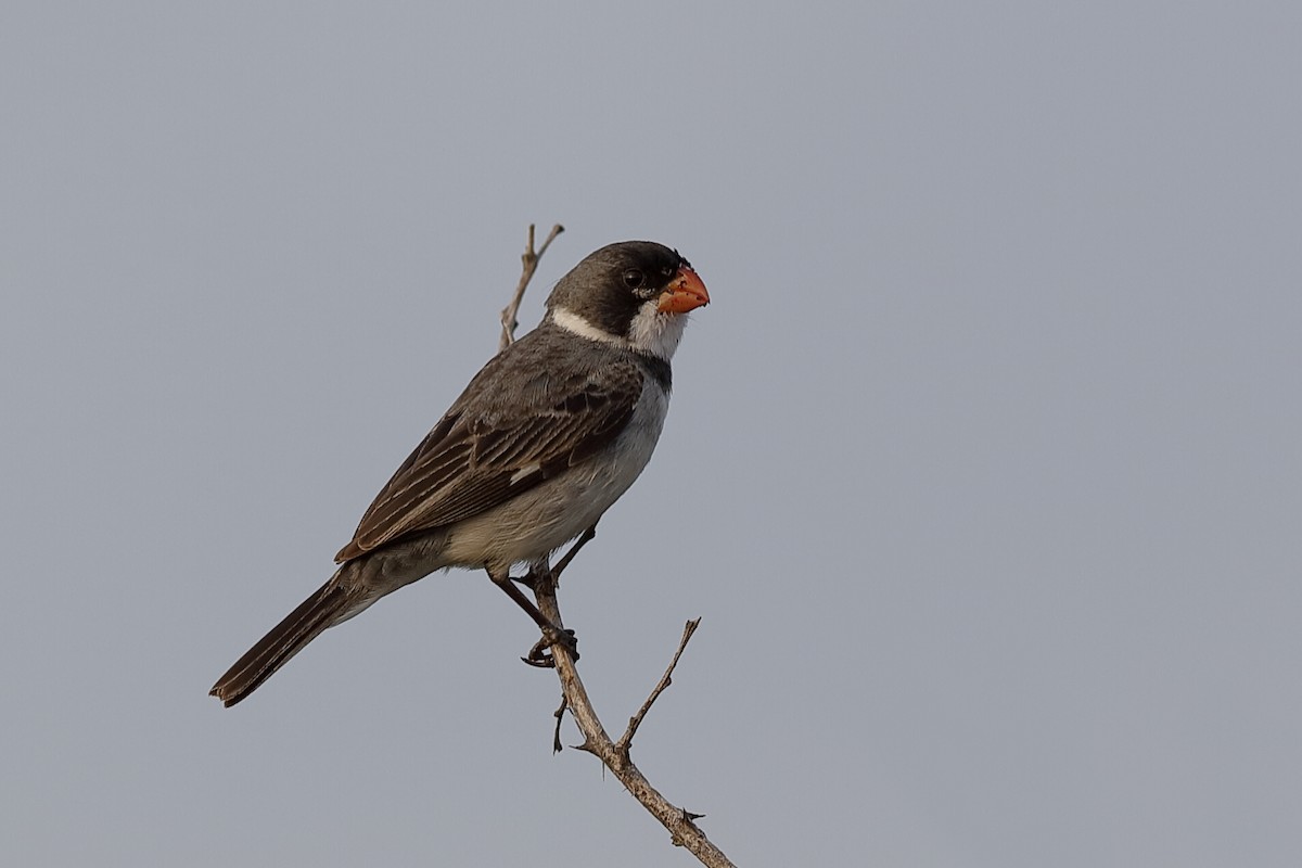 White-throated Seedeater - ML204285031