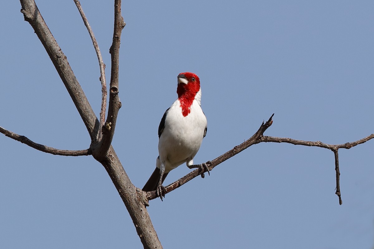 Red-cowled Cardinal - ML204285091