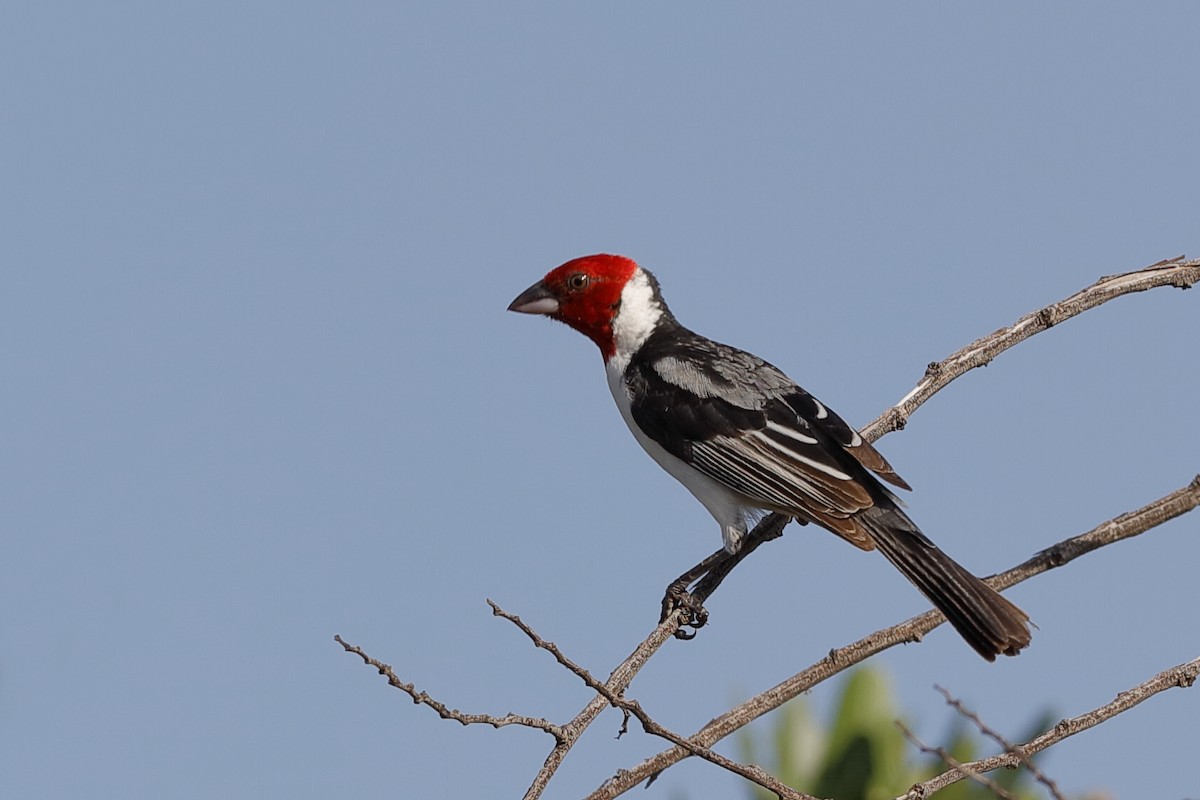 Red-cowled Cardinal - ML204285101