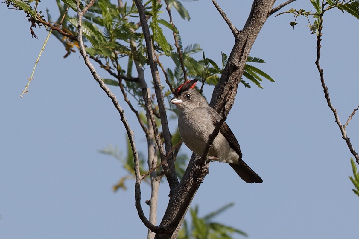 Pileated Finch - ML204285111