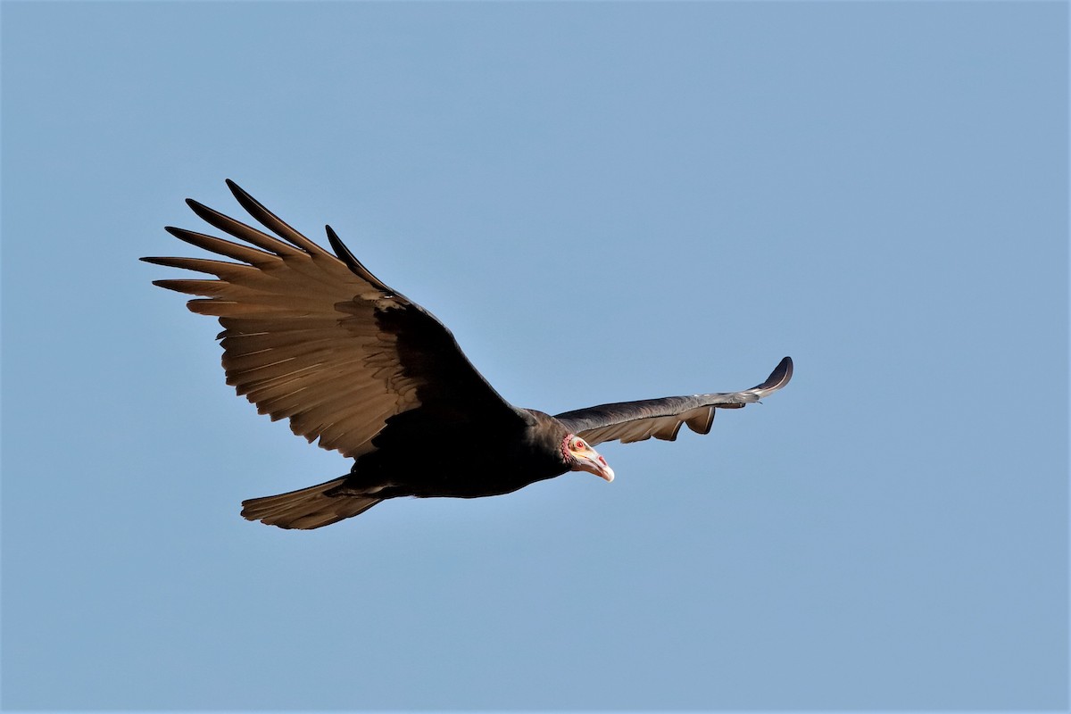 Lesser Yellow-headed Vulture - ML204285181