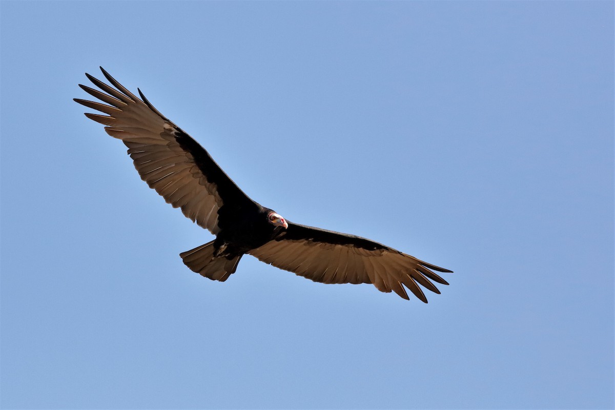 Lesser Yellow-headed Vulture - ML204285191
