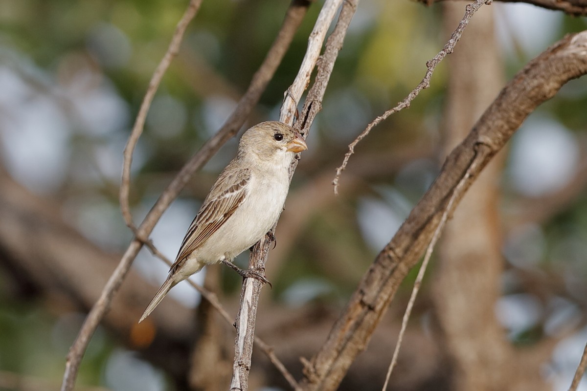 White-throated Seedeater - ML204285221
