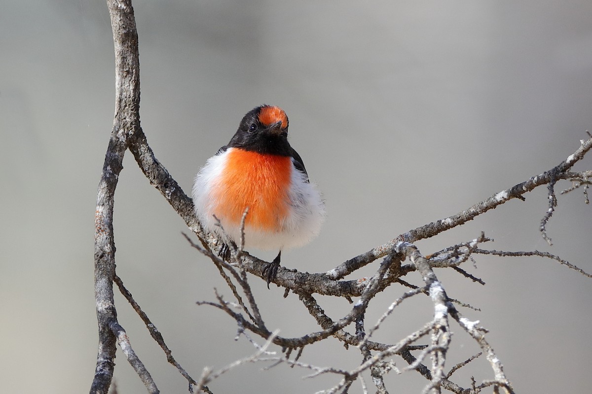 Red-capped Robin - Holger Teichmann