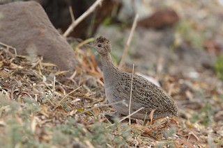 Chilean Tinamou, ML204286871