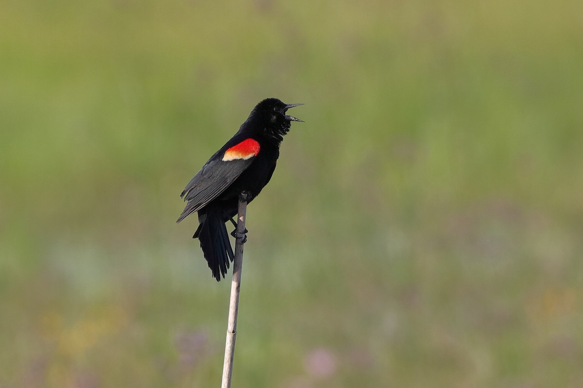 Red-winged Blackbird - Holger Teichmann