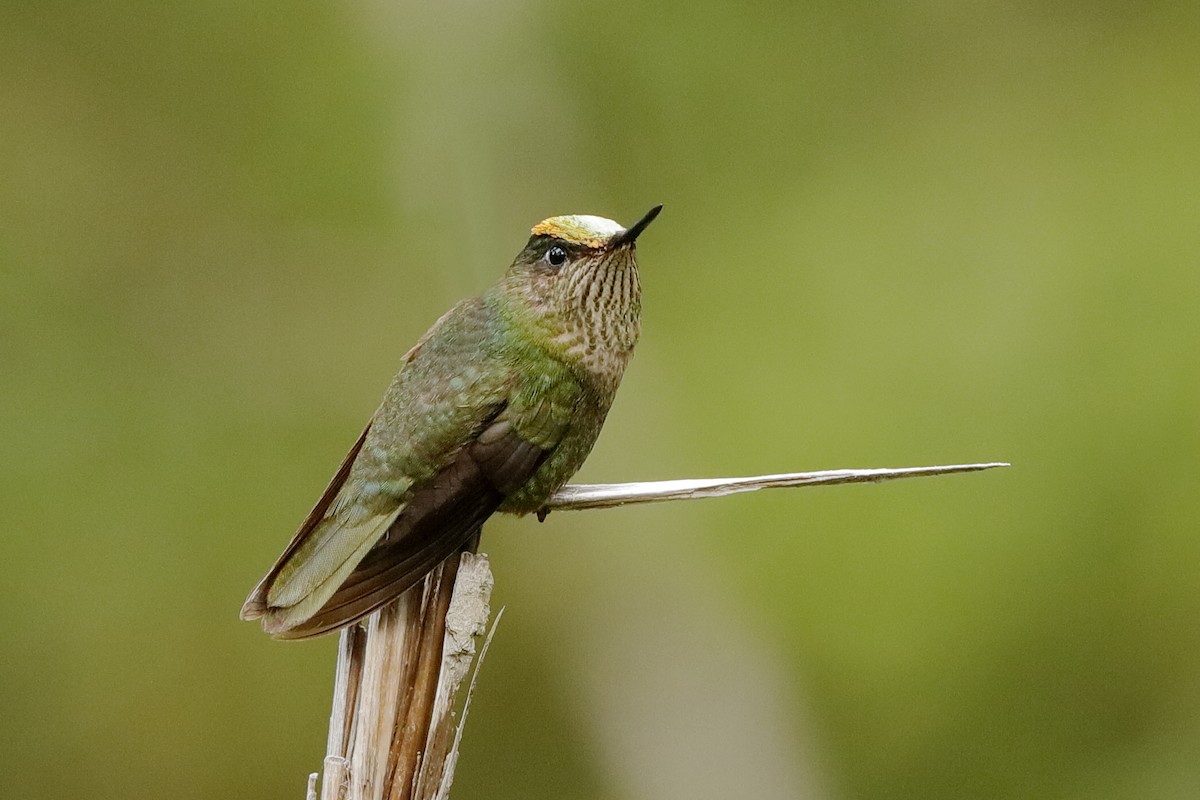 Green-backed Firecrown - ML204288771