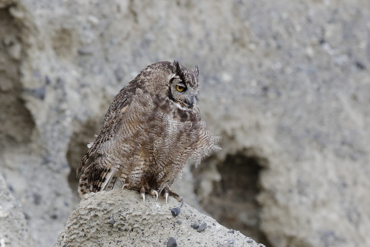 Lesser Horned Owl - Holger Teichmann