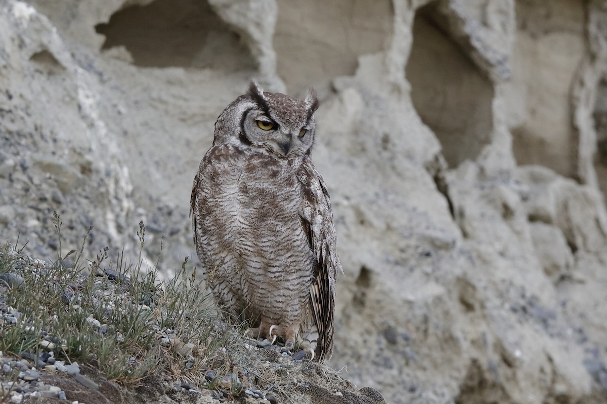 Lesser Horned Owl - Holger Teichmann
