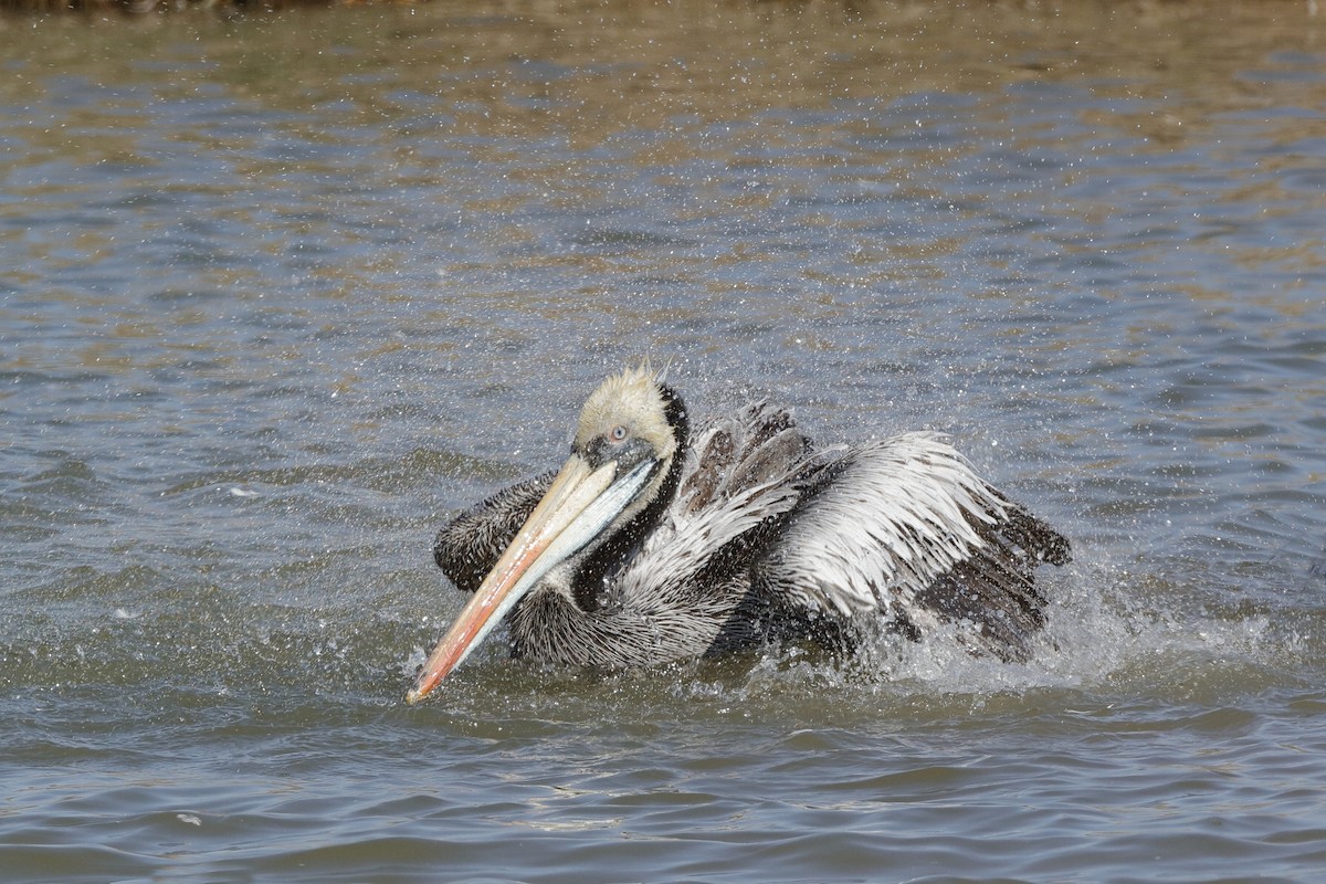 Peruvian Pelican - Holger Teichmann