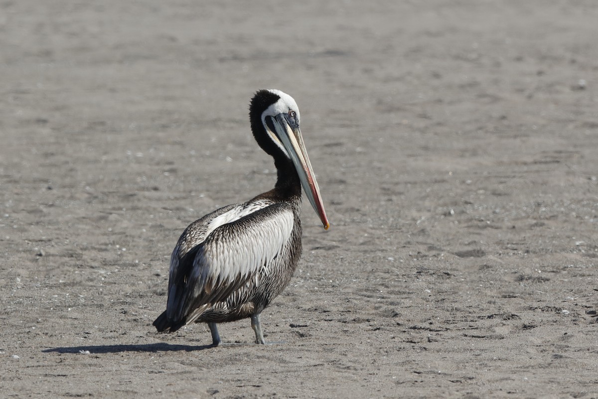 Peruvian Pelican - Holger Teichmann