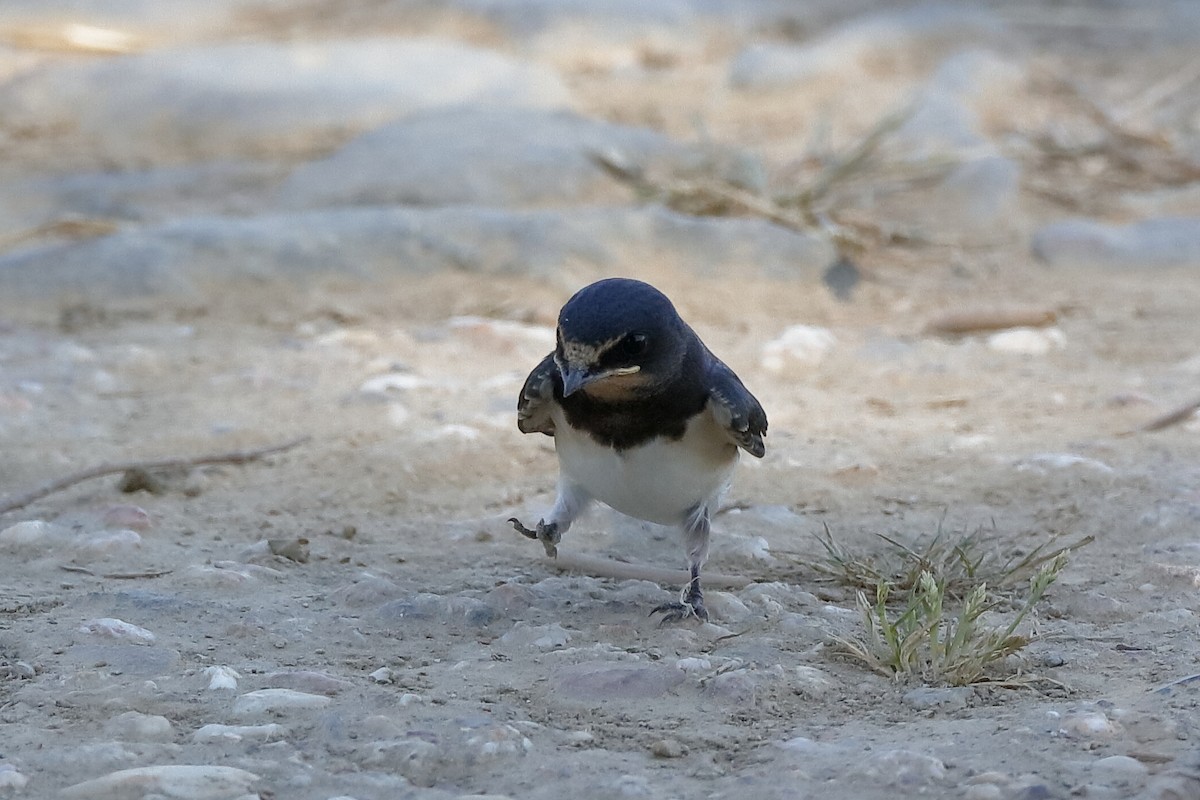 Barn Swallow (White-bellied) - ML204289491