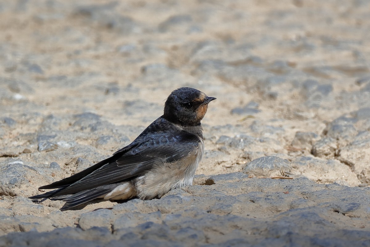 Barn Swallow (White-bellied) - ML204289501