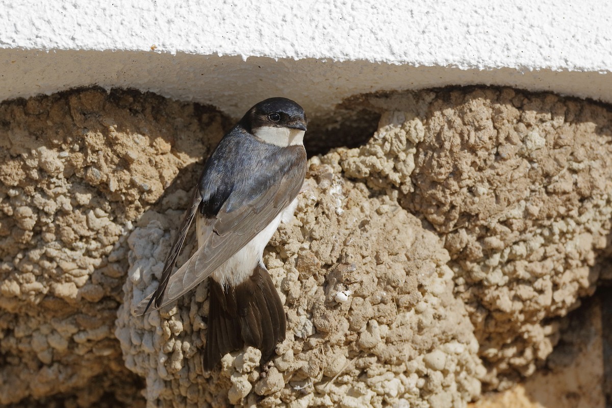 ML204289551 Common House-Martin Macaulay Library