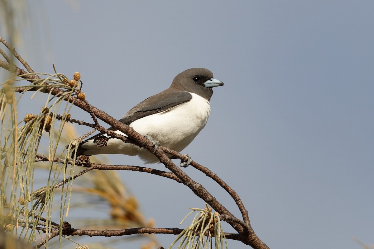 White-breasted Woodswallow - Holger Teichmann