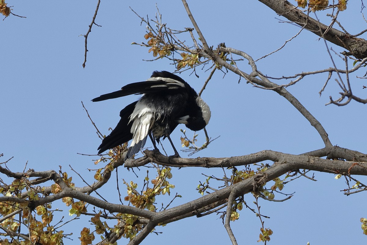 Australian Magpie (Black-backed) - Holger Teichmann