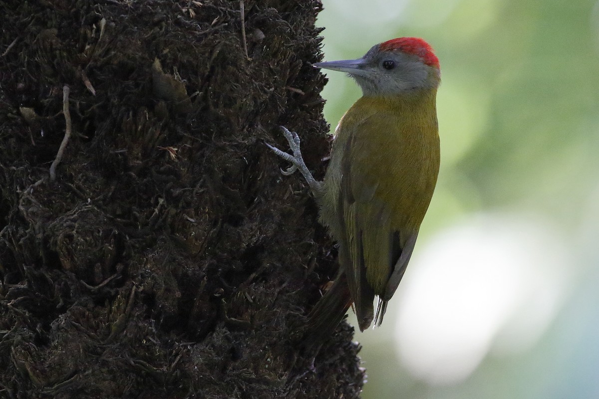 Olive Woodpecker (Southern) - ML204290171