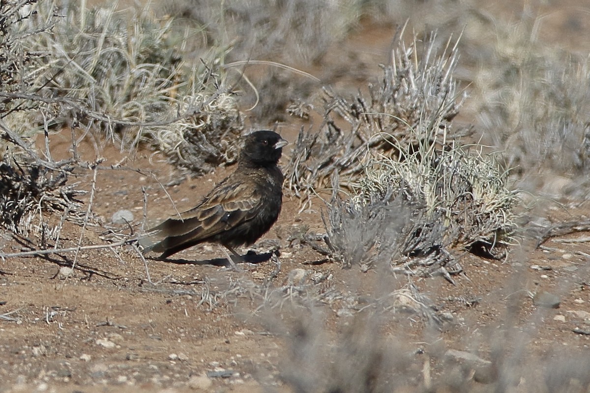 Black-eared Sparrow-Lark - ML204290241