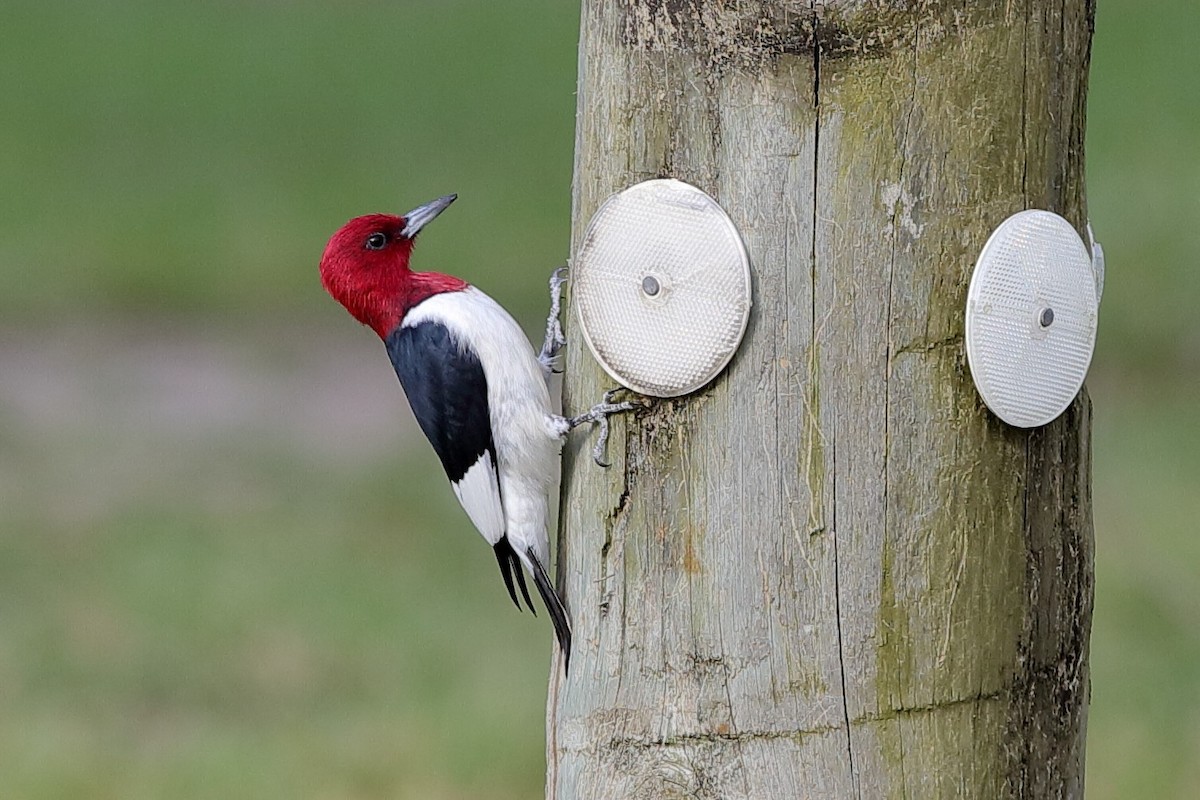 Red-headed Woodpecker - Holger Teichmann