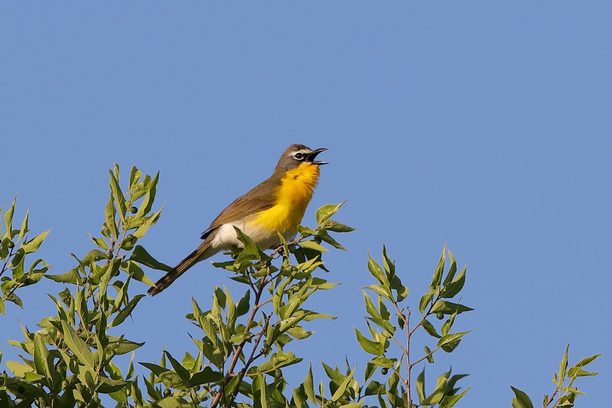 Yellow-breasted Chat - Holger Teichmann