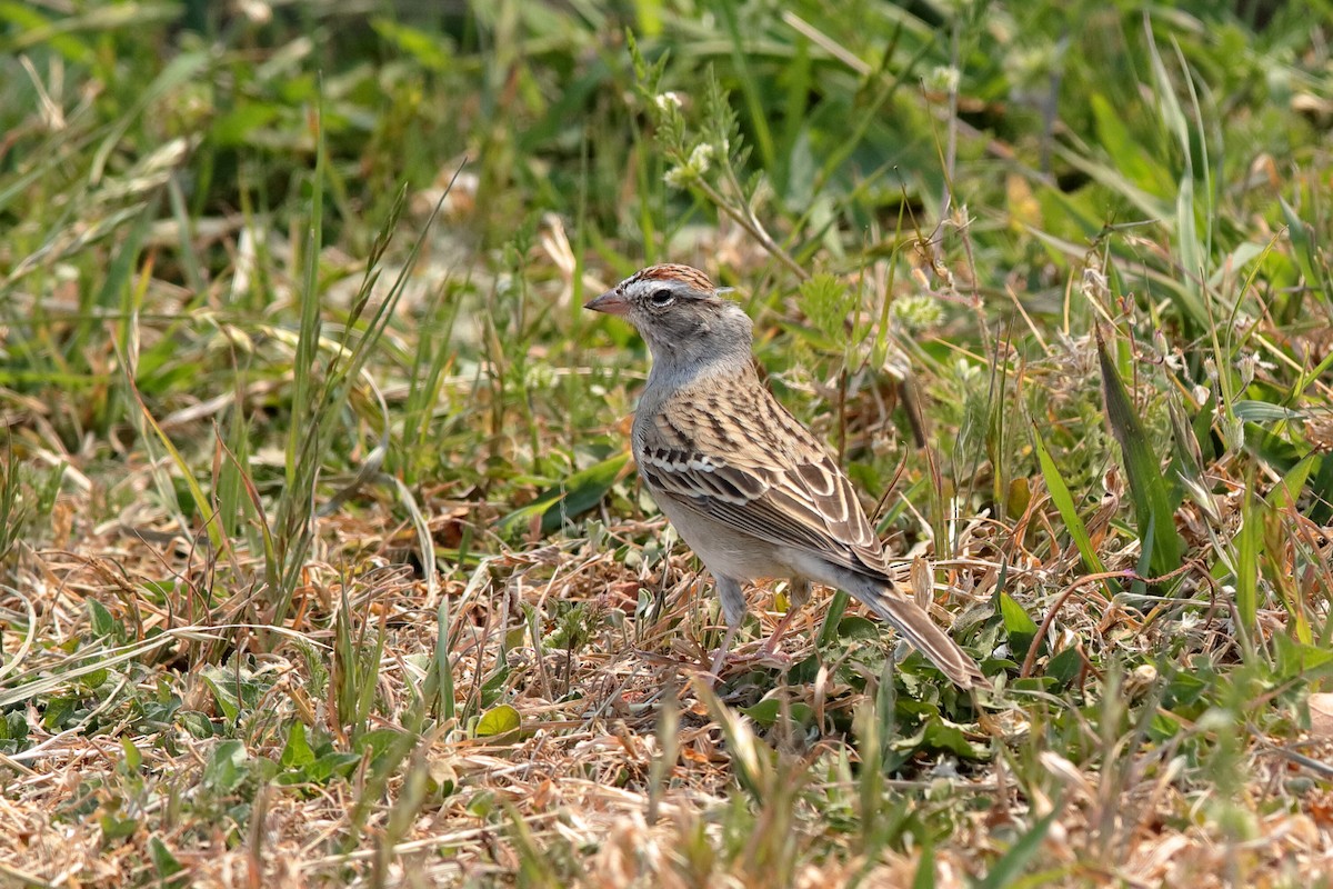 Chipping Sparrow - Holger Teichmann