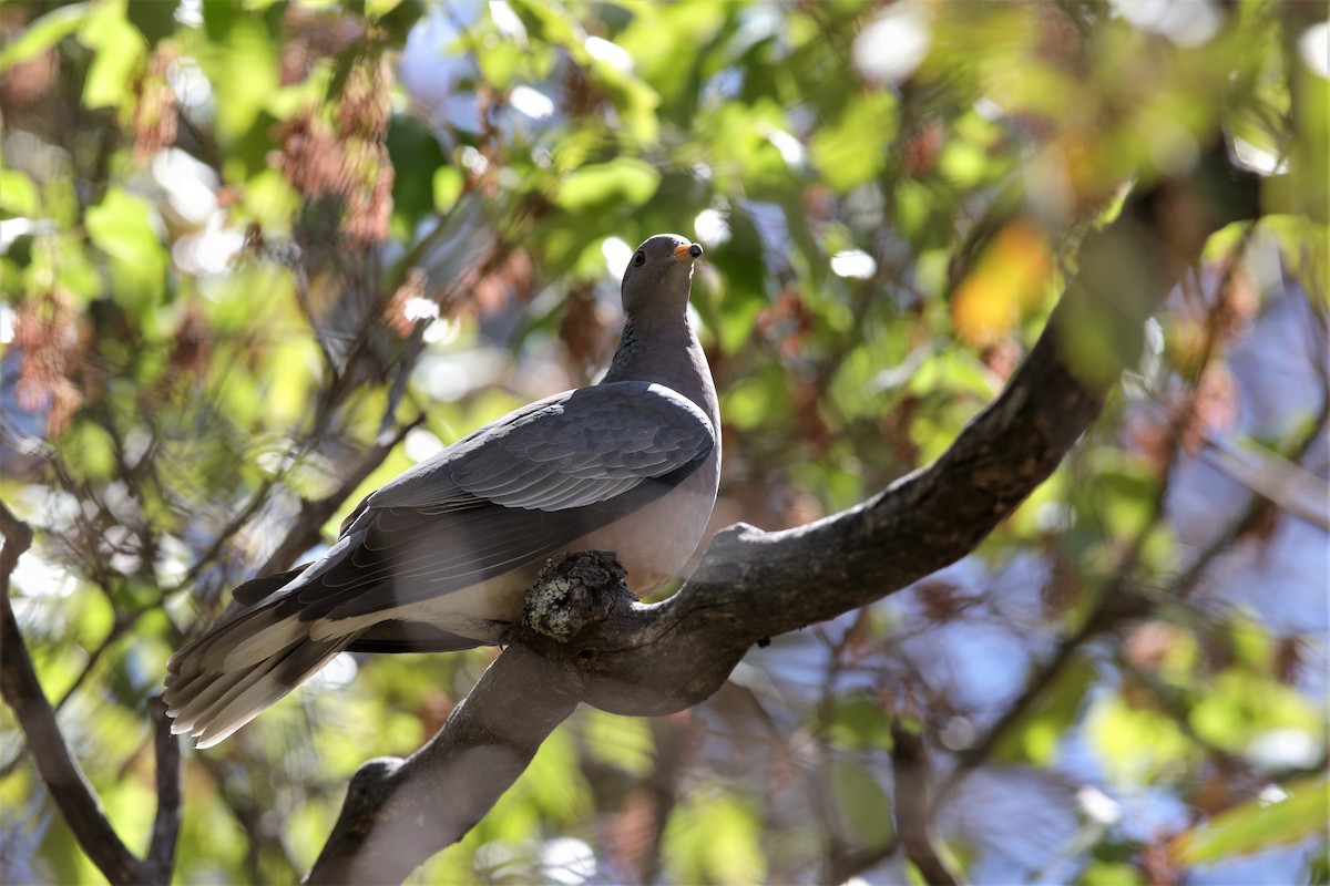 Band-tailed Pigeon - Holger Teichmann