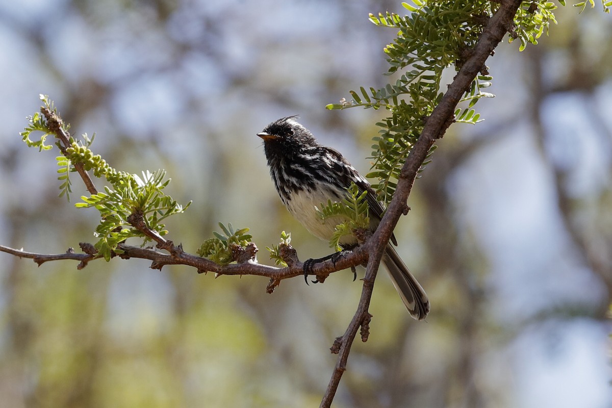 Pied-crested Tit-Tyrant - ML204291021