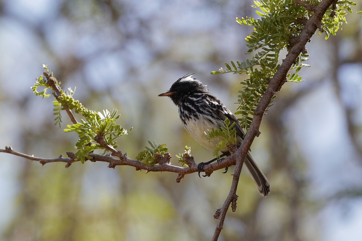 Pied-crested Tit-Tyrant - ML204291031