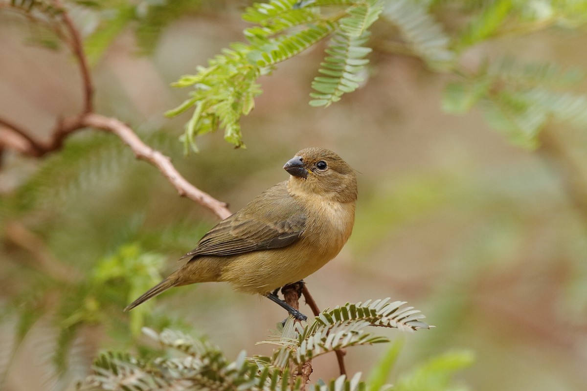 Yellow-bellied Seedeater - Holger Teichmann