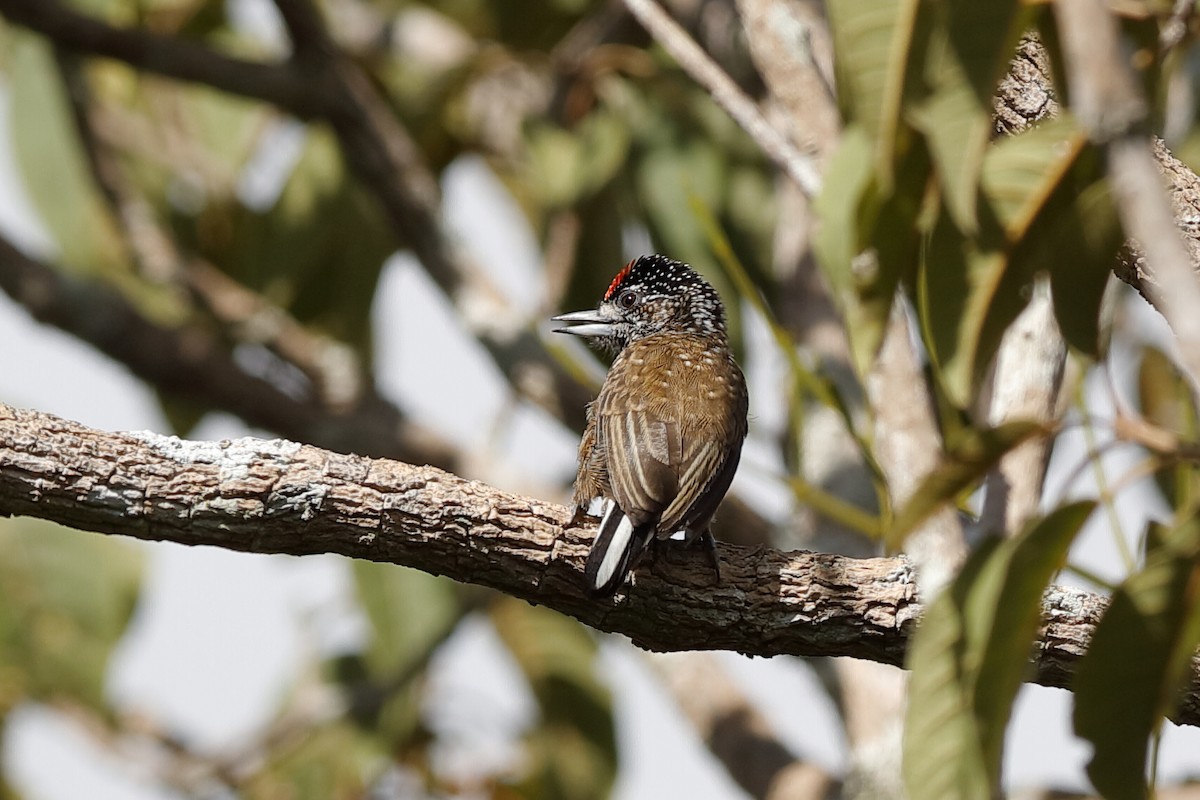 Spotted Piculet - ML204291591