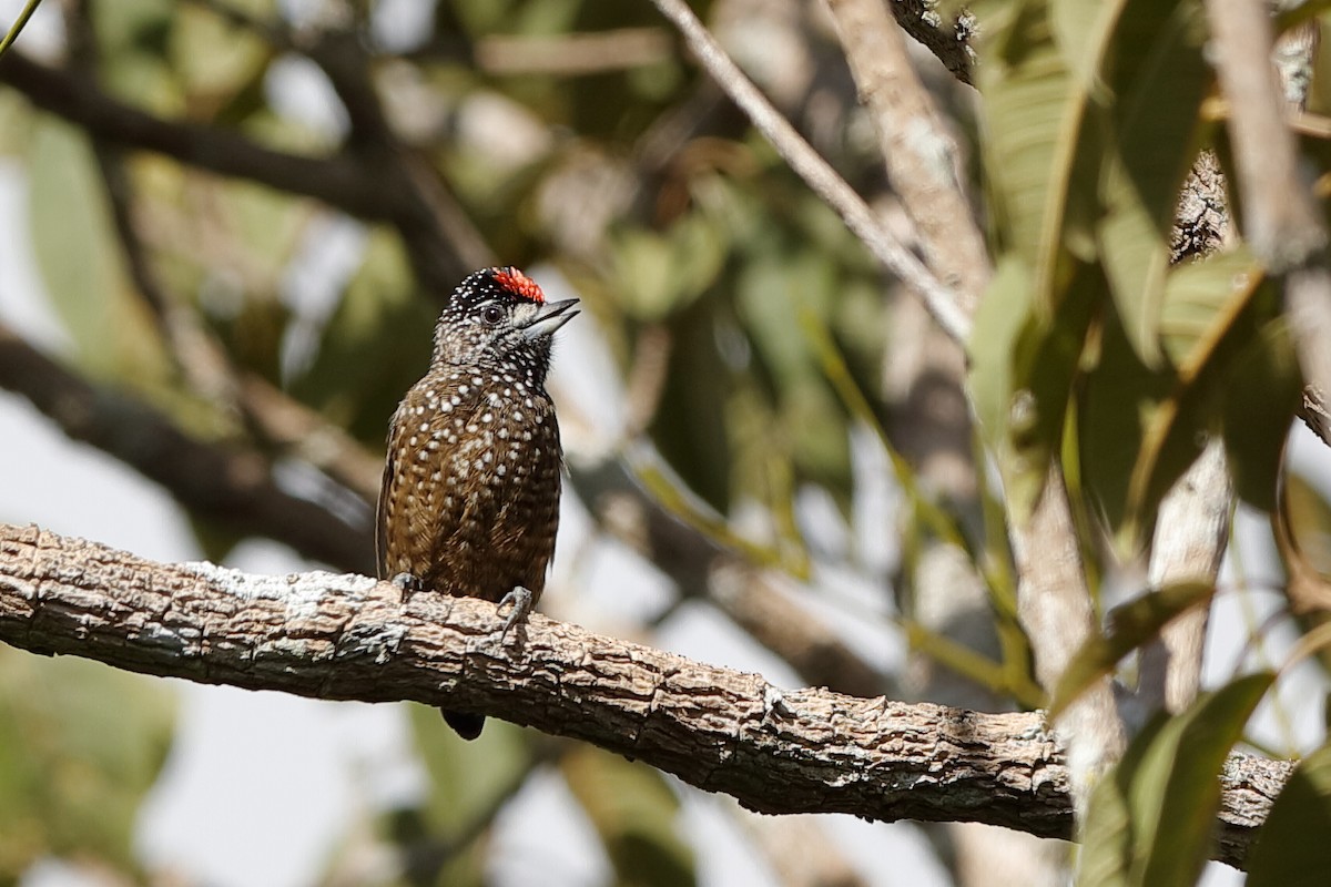 Spotted Piculet - Holger Teichmann