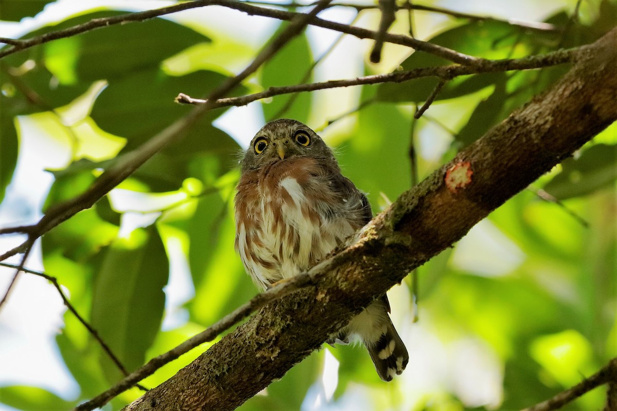 Least Pygmy-Owl - ML204291731