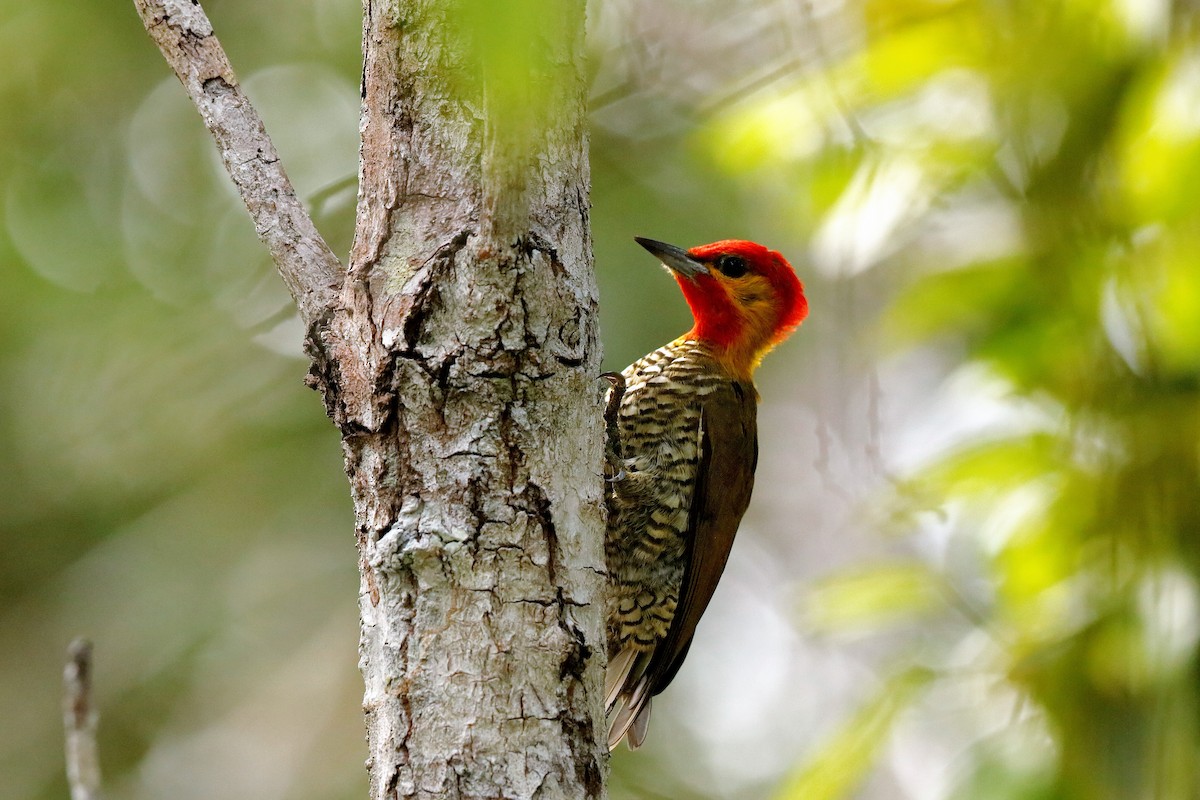 Yellow-throated Woodpecker - ML204291761