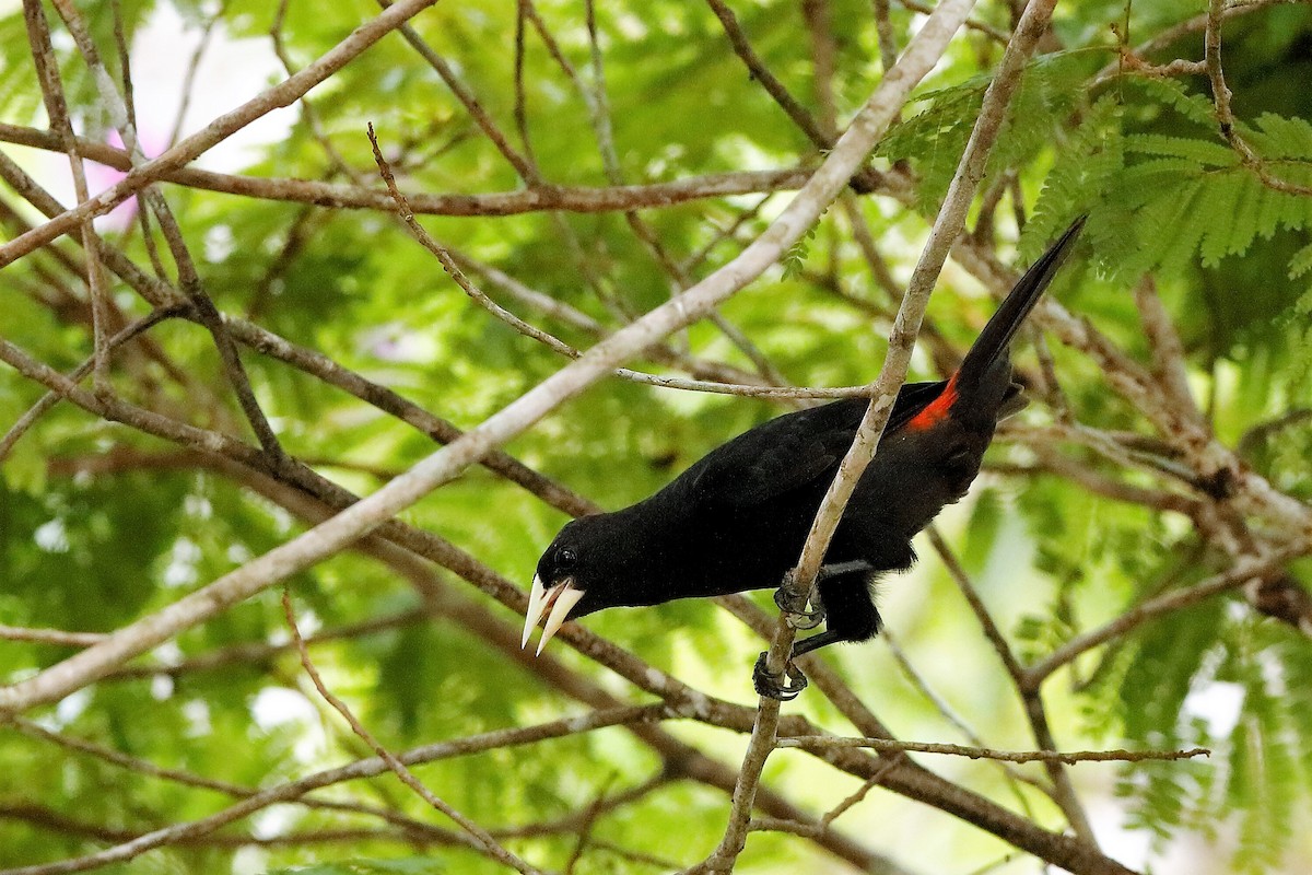 Red-rumped Cacique - Holger Teichmann