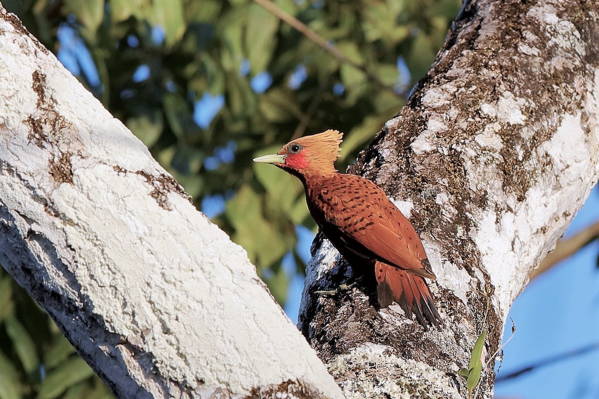 Chestnut-colored Woodpecker - Holger Teichmann