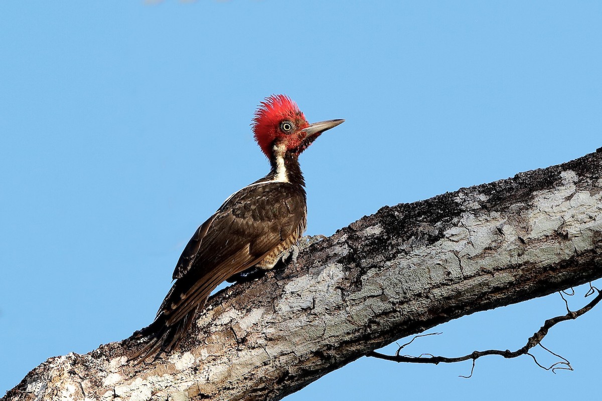 Pale-billed Woodpecker - Holger Teichmann