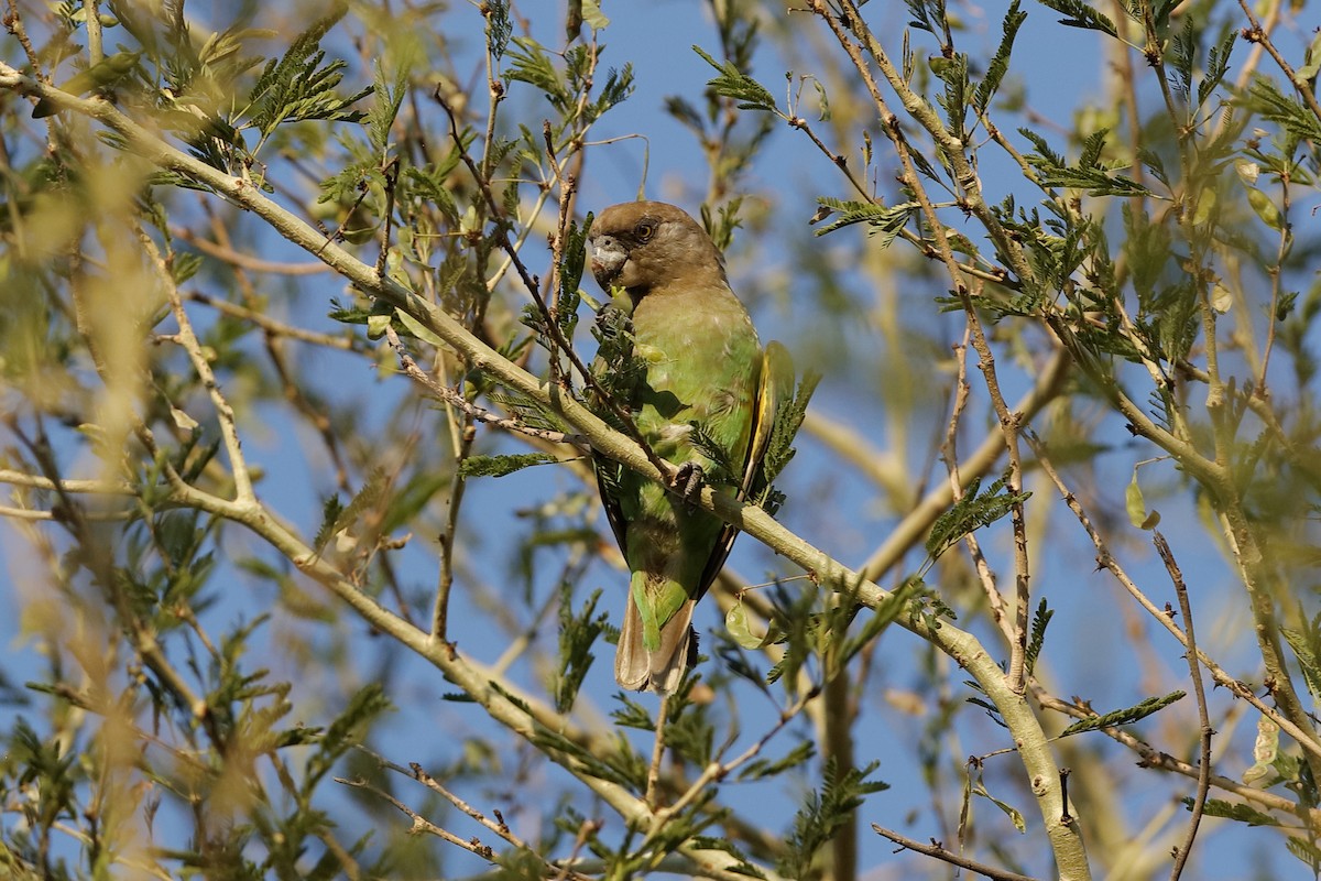 Brown-headed Parrot - ML204292241
