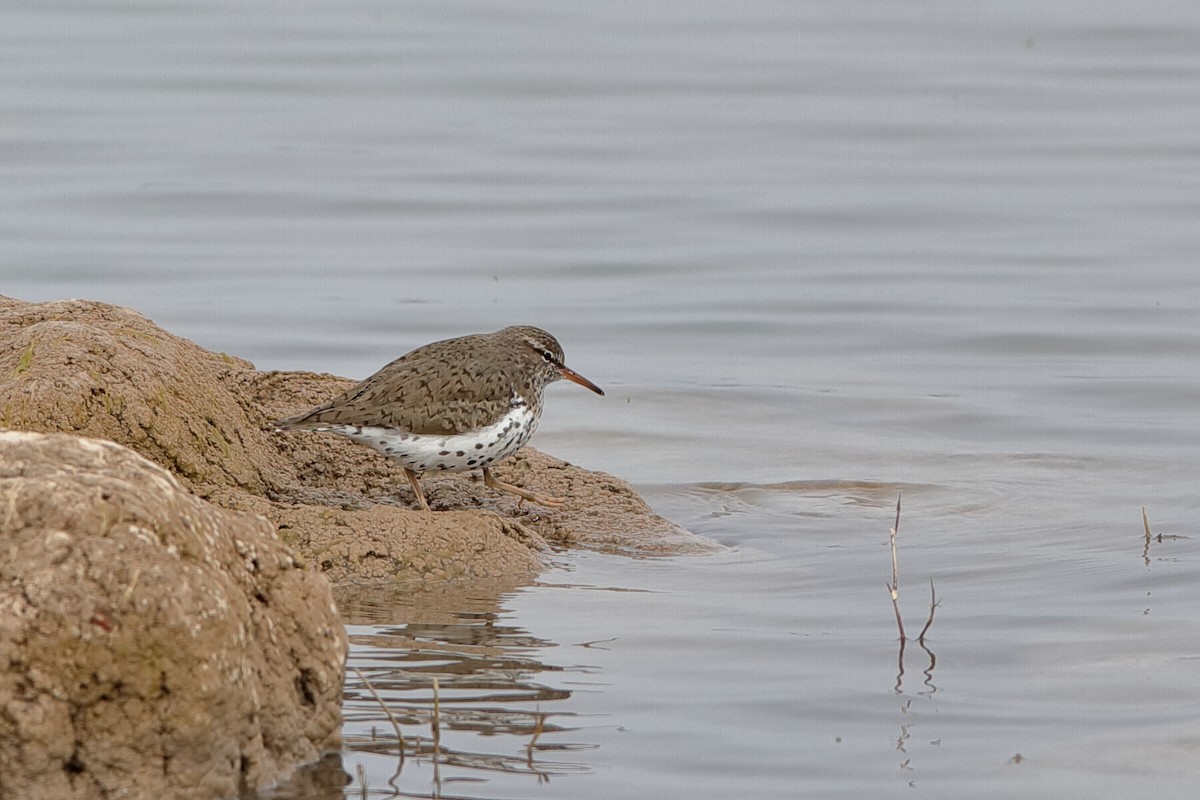 Spotted Sandpiper - Holger Teichmann