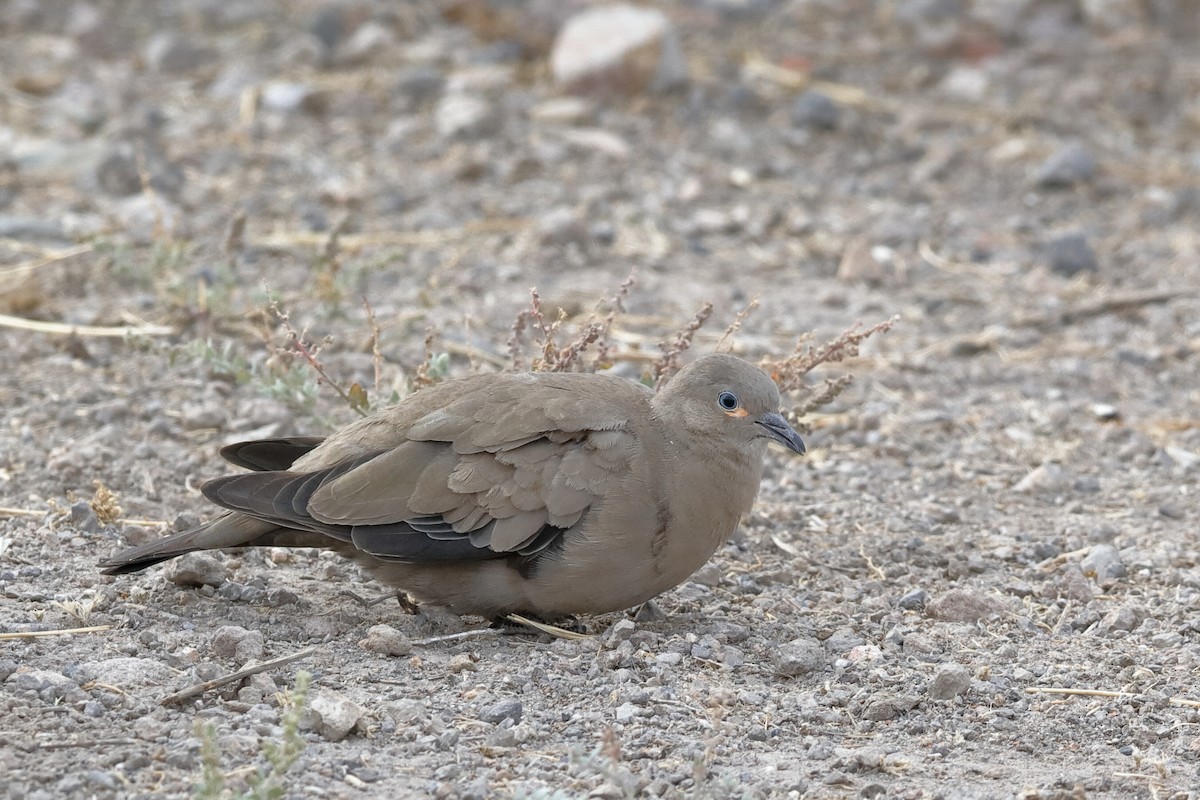 Black-winged Ground Dove - ML204293101