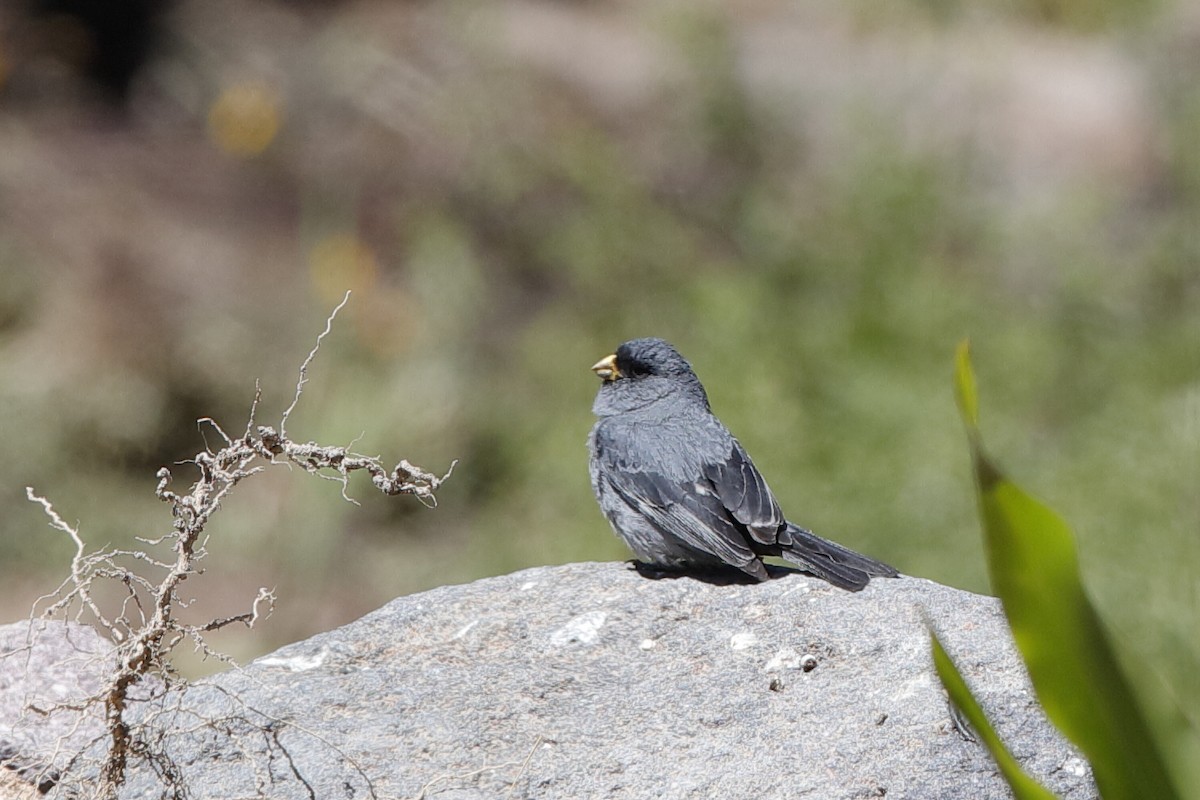 Band-tailed Seedeater - ML204293271