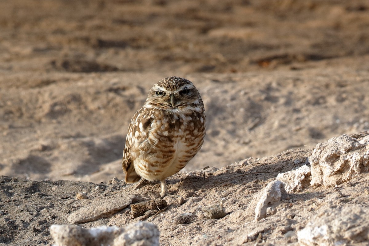 Burrowing Owl - Holger Teichmann