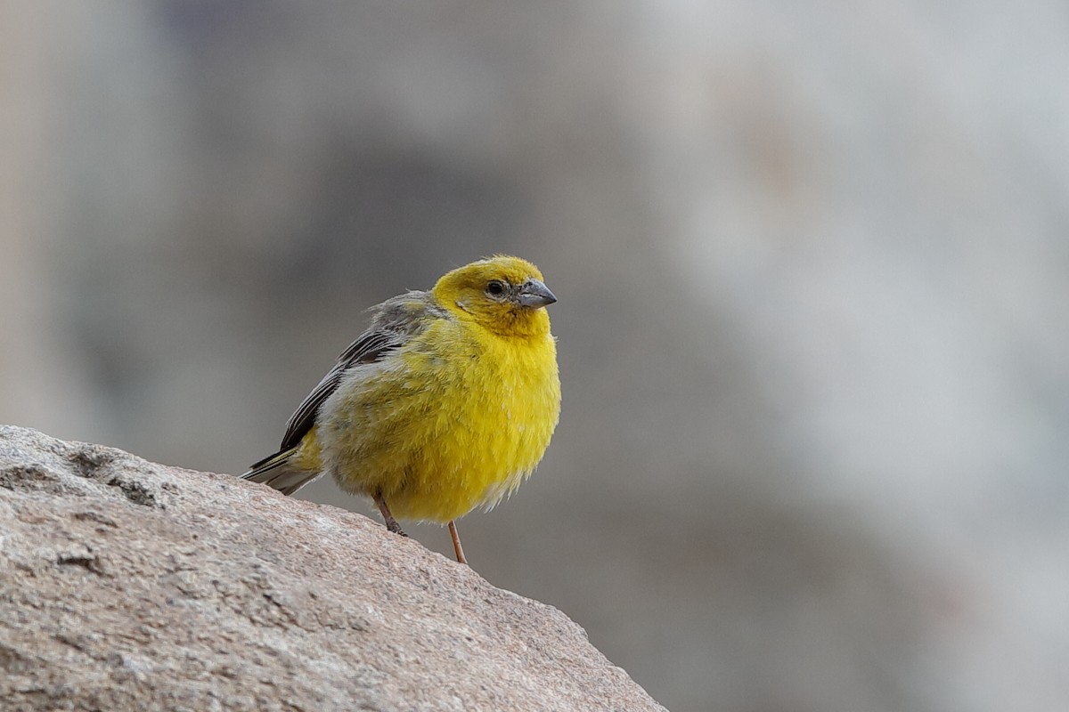 Greater Yellow-Finch - ML204293391