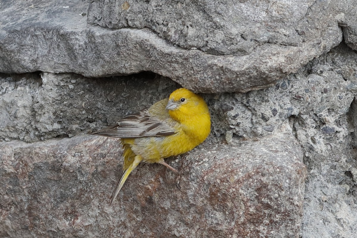 Greater Yellow-Finch - ML204293401